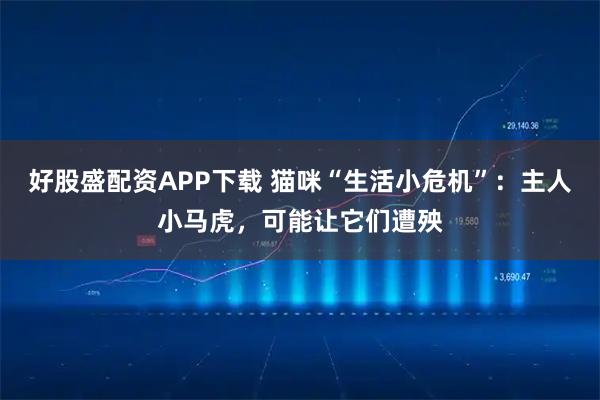 好股盛配资APP下载 猫咪“生活小危机”：主人小马虎，可能让它们遭殃